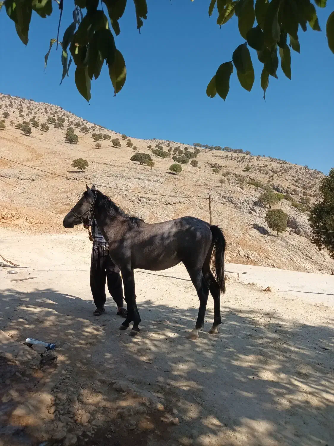 اسب خوب|اسب و تجهیزات اسب‌سواری|مارگون, |دیوار