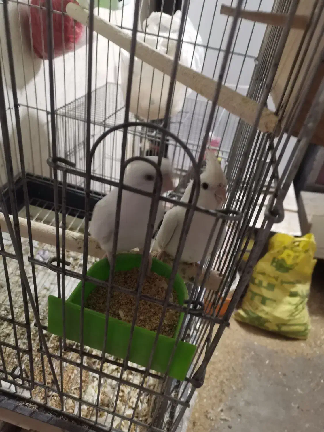 عروس هلندی مولد با جوجه|پرنده|قم, بنیاد|دیوار