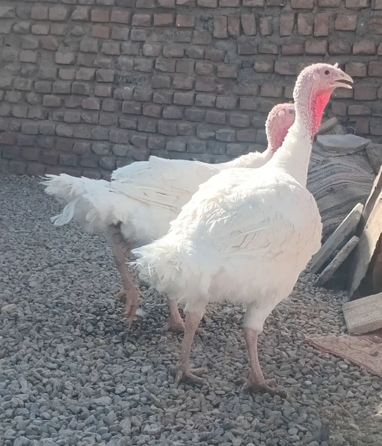 بوقلمون|حیوانات مزرعه|نهبندان, |دیوار