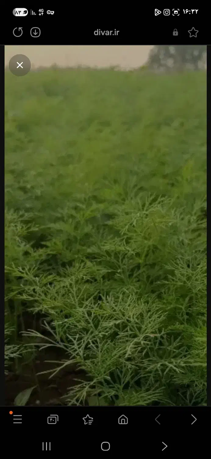 سبزی شوید|حراج|علی‌آباد کتول, |دیوار