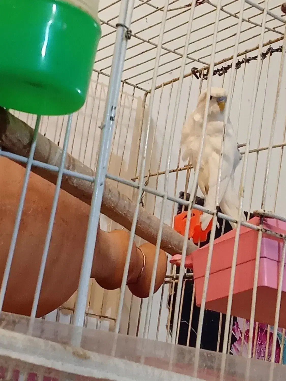 مرغ عشق پروانه‌ی یک جفت|پرنده|نیشابور, چمبران|دیوار