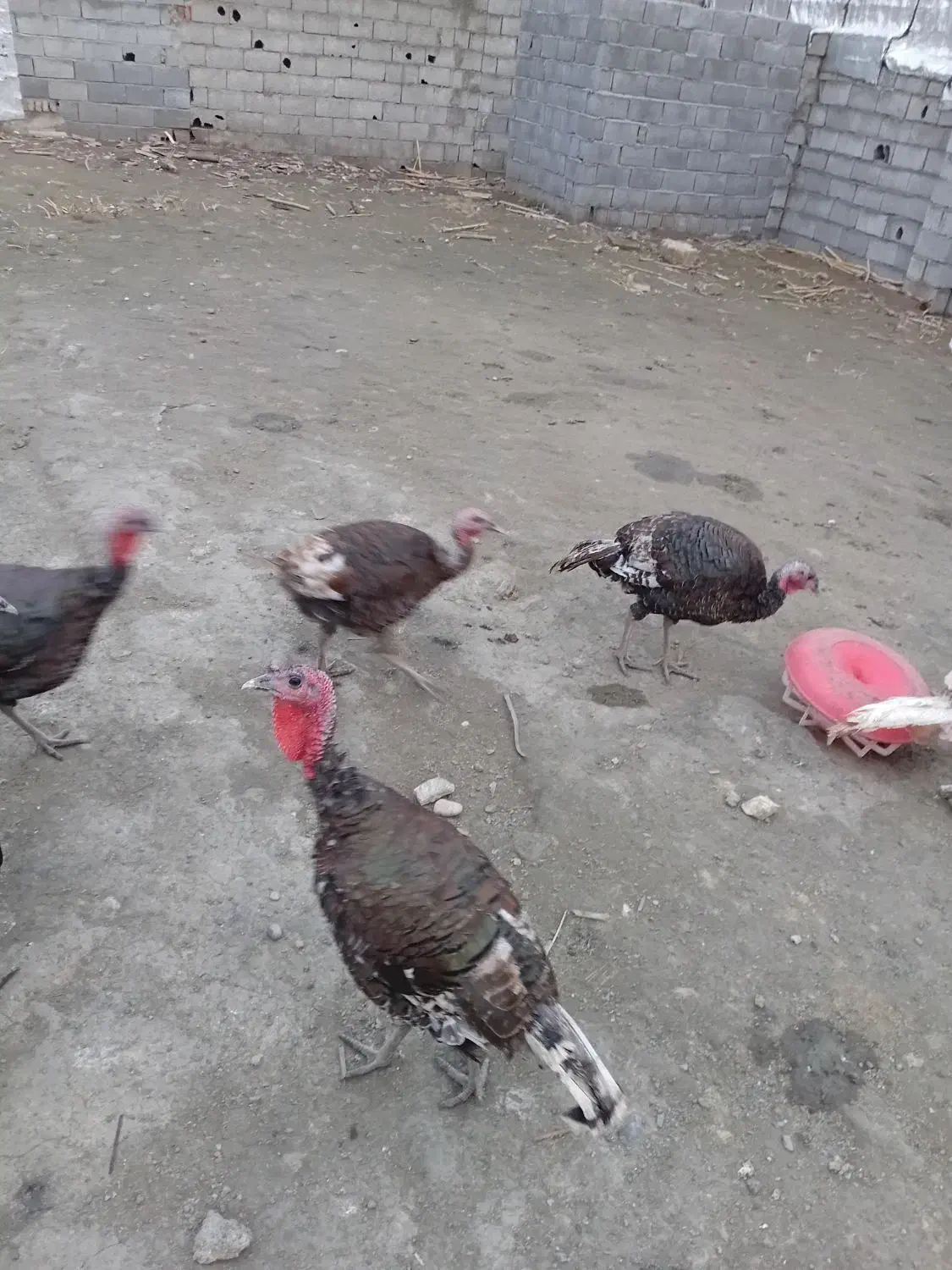 بوقلمون برنز سینه پهن انگلیس فروشی|پرنده|قائم‌شهر, |دیوار