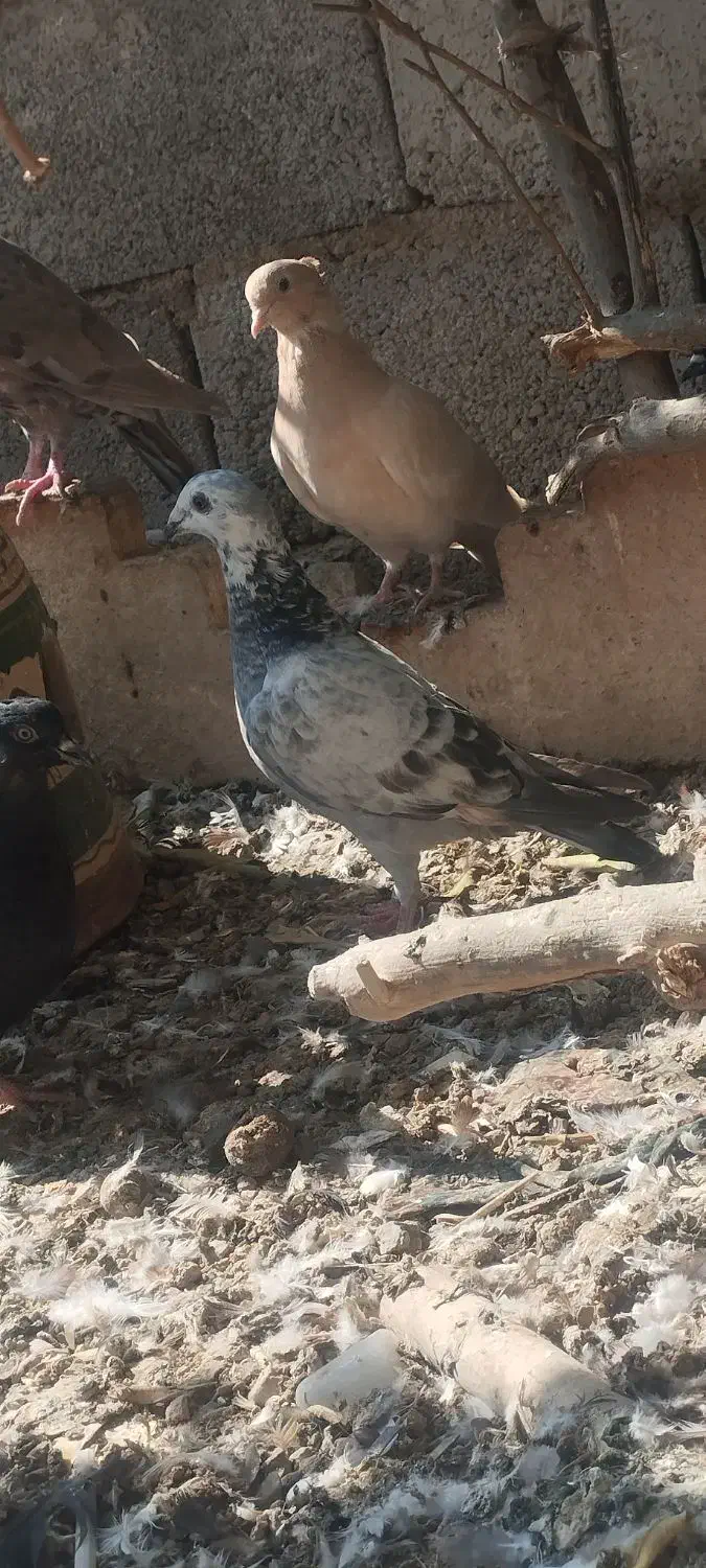 ماده بزک|پرنده|مرودشت, ژیان|دیوار