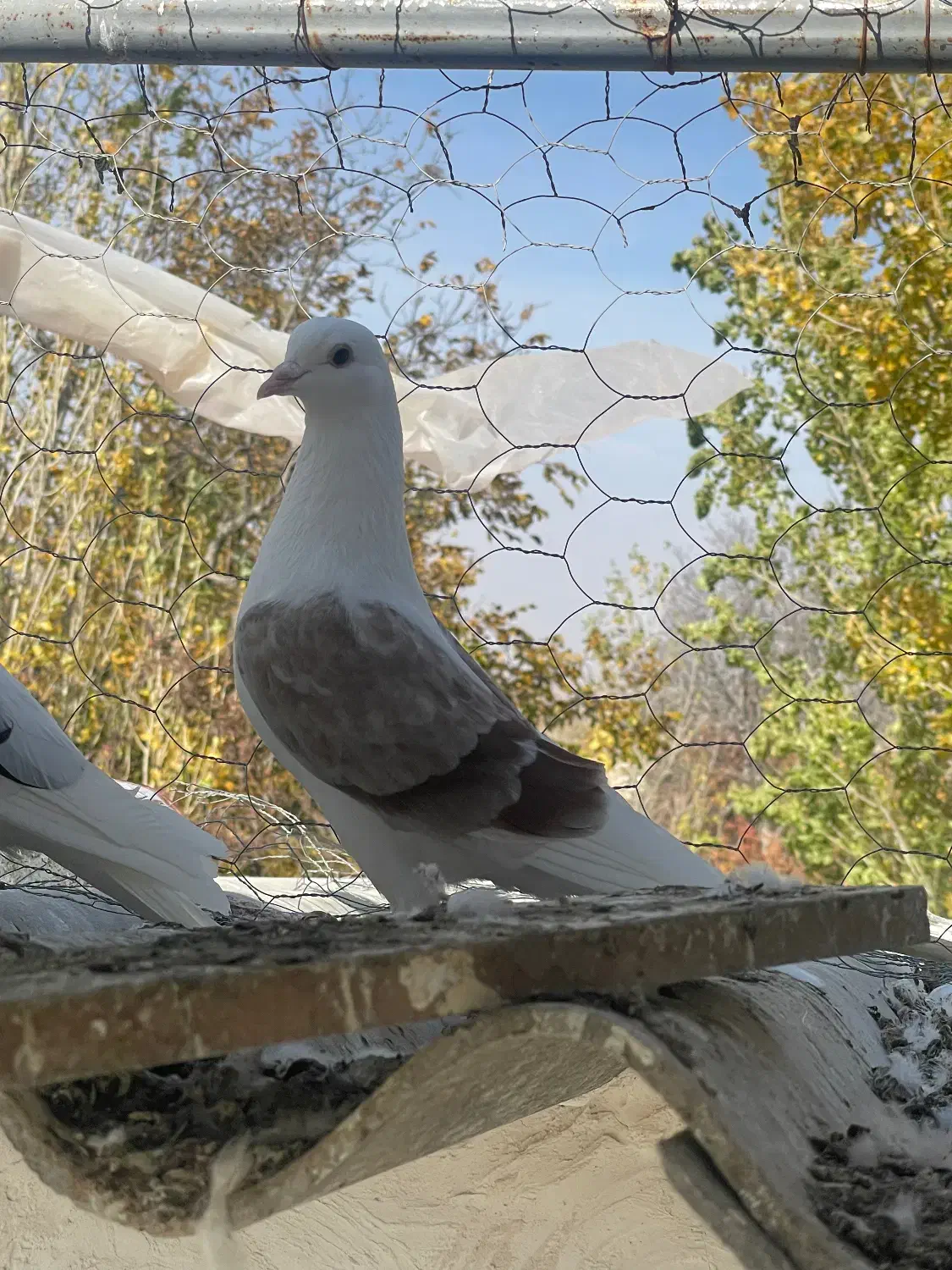 کبوتر|پرنده|هیر, |دیوار