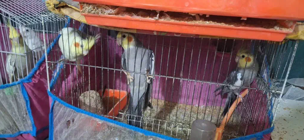 3000000|پرنده|نیک شهر, |دیوار