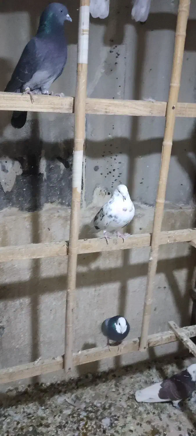 12عدد کبوتر یکجا دونه 150|پرنده|محلات, |دیوار