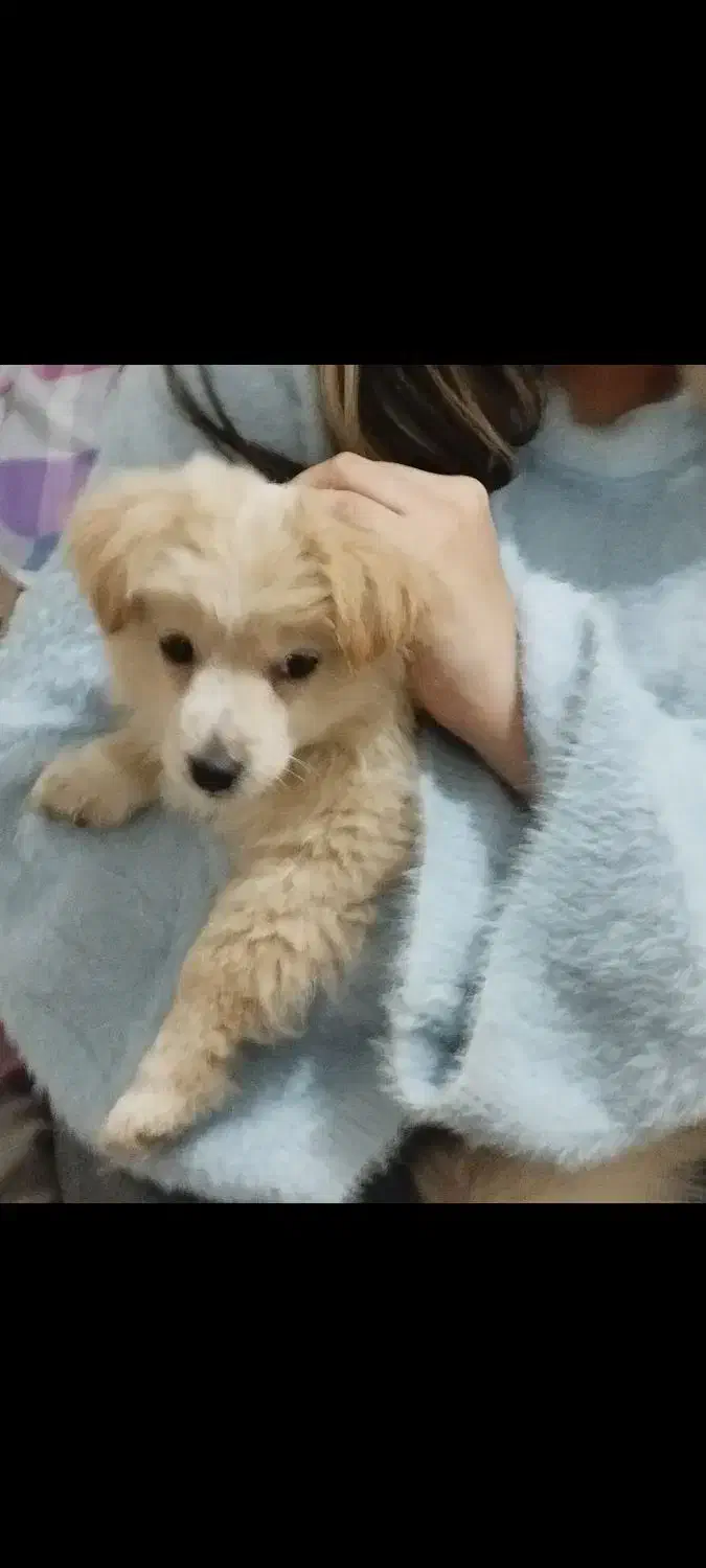 پامر اشپیتز|سگ|تهران, نعمت‌آباد|دیوار