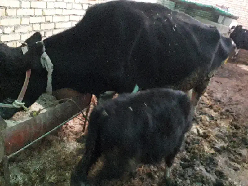 گاو|حیوانات مزرعه|شوشتر, |دیوار