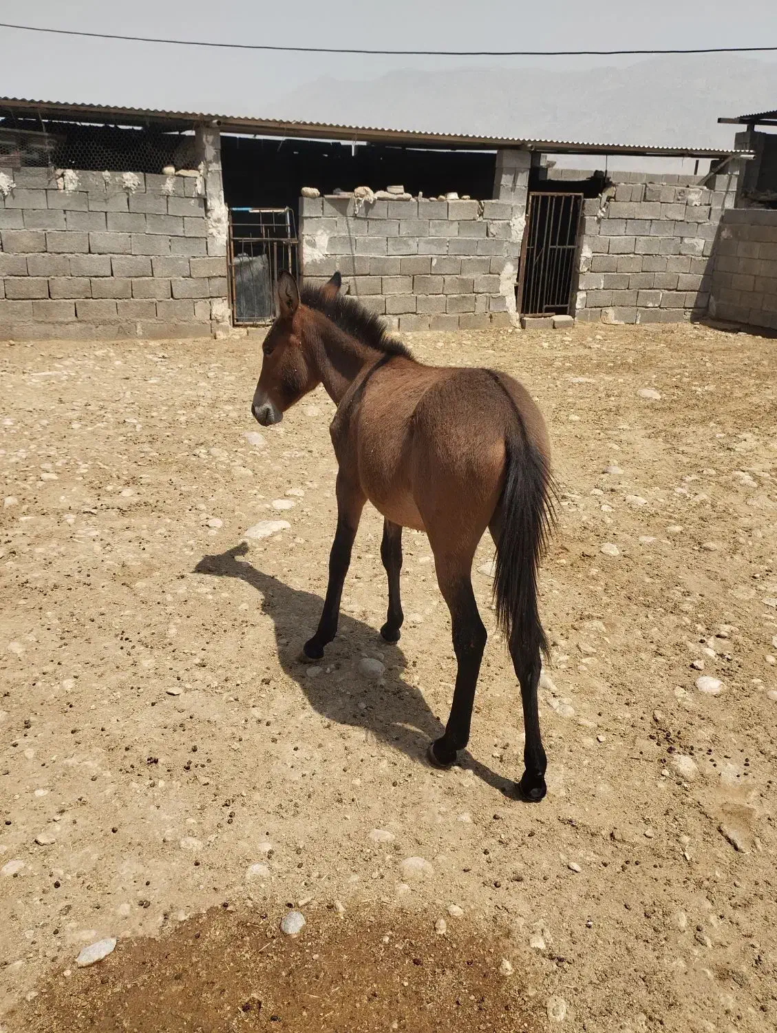 مادیون  با کره قاطر|اسب و تجهیزات اسب‌سواری|لیکک, |دیوار