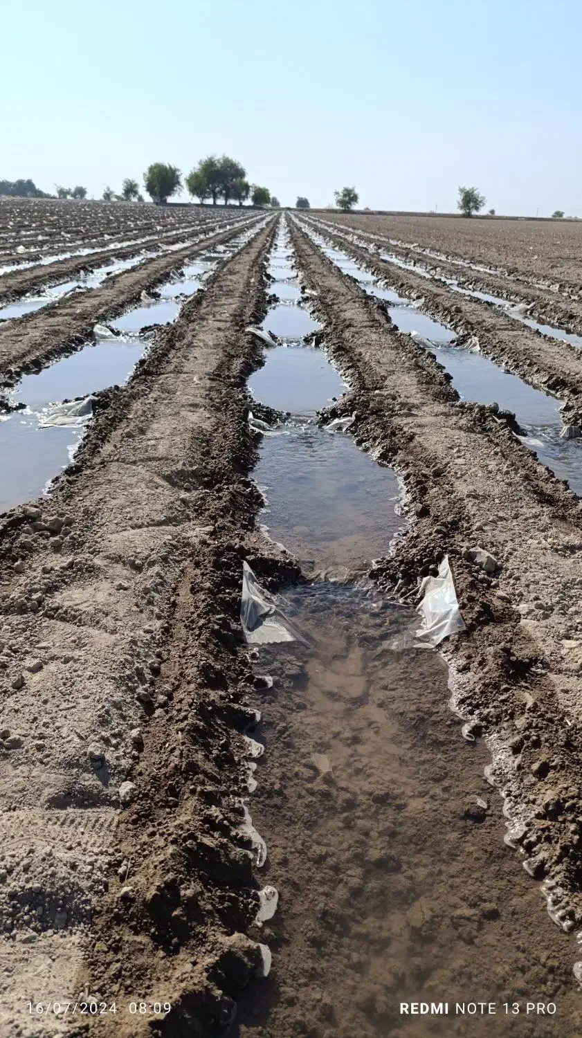 دسته کارگر گوشه بندی|خدمات باغبانی و درختکاری|دزفول, |دیوار