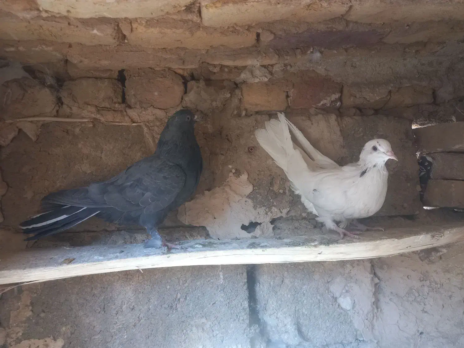 کبوتر|پرنده|لاران, |دیوار