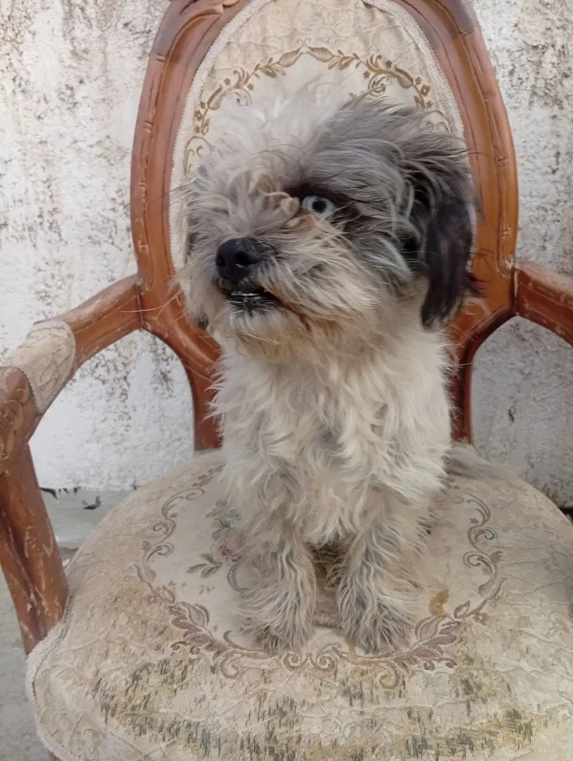 سگ ماده شیتزو 8ماهه|سگ|چهارباغ, |دیوار