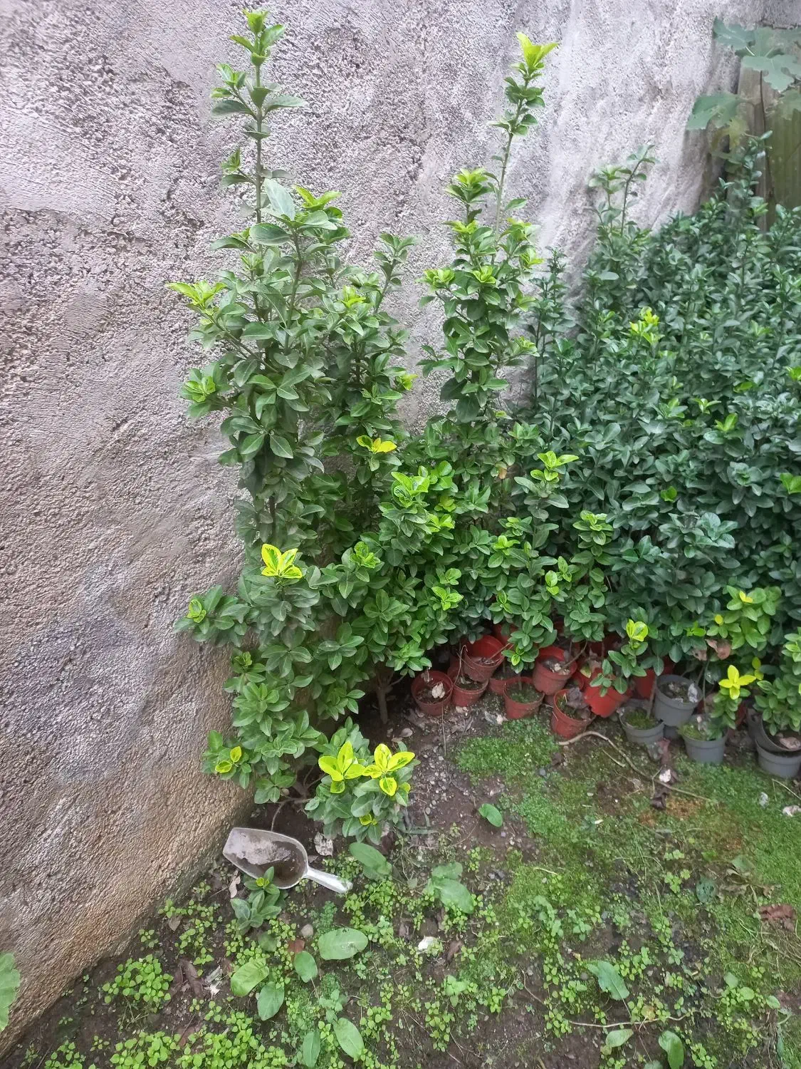 فروش شمشاد|گل و گیاه طبیعی|کومله, |دیوار