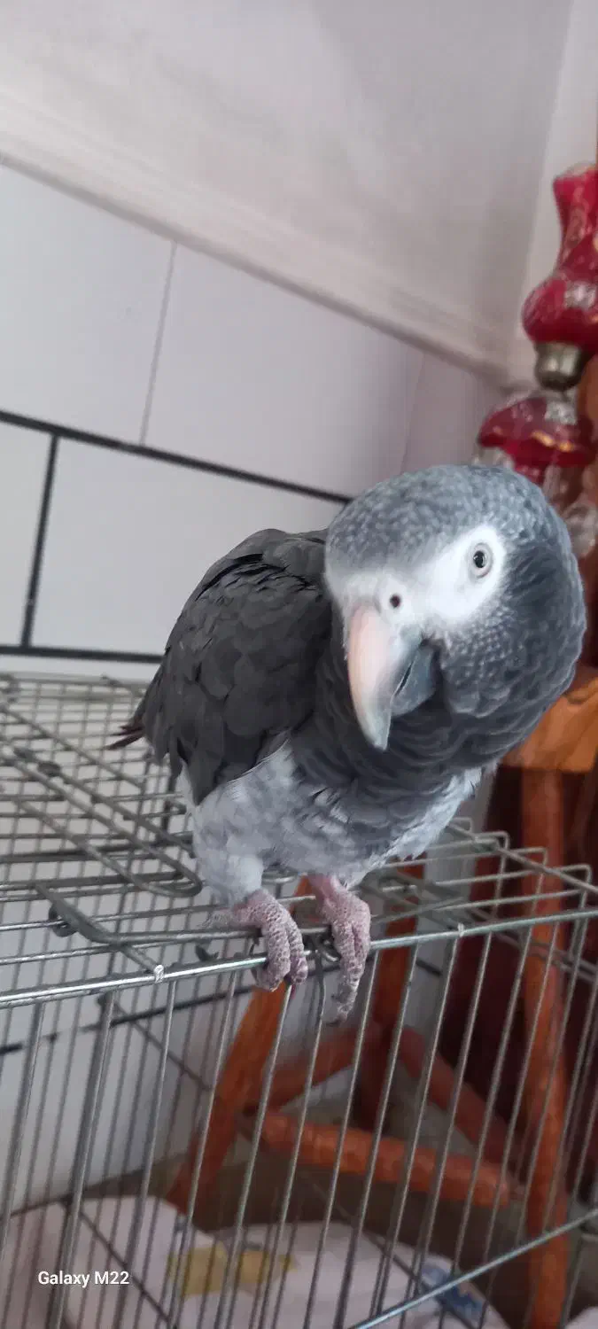 کاسکو ..اهلی|پرنده|رامشیر, |دیوار