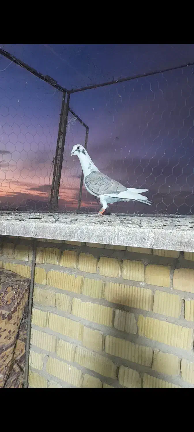 پلاکی|پرنده|مرودشت, نقش رستم|دیوار