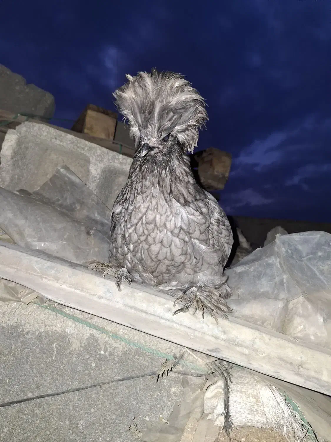 یک عددمرغ لاری ویک عددمرغ سلطان بفروش میرسد|حیوانات مزرعه|محمدشهر, یزدیها|دیوار