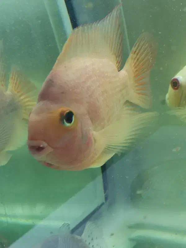 ماهی پرت و یک جفت پنکوس|ماهی|تبریز, |دیوار