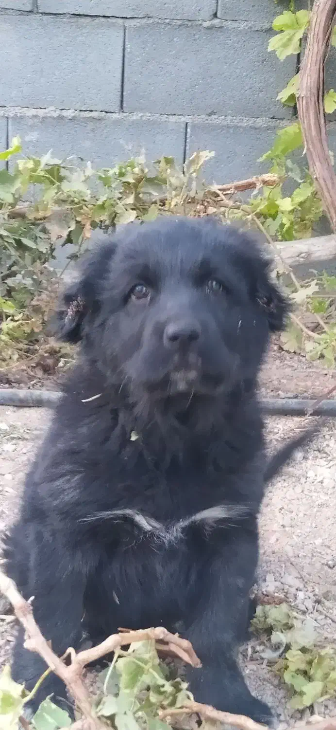 توله سگ قهدریجانی|سگ|شهرضا, |دیوار