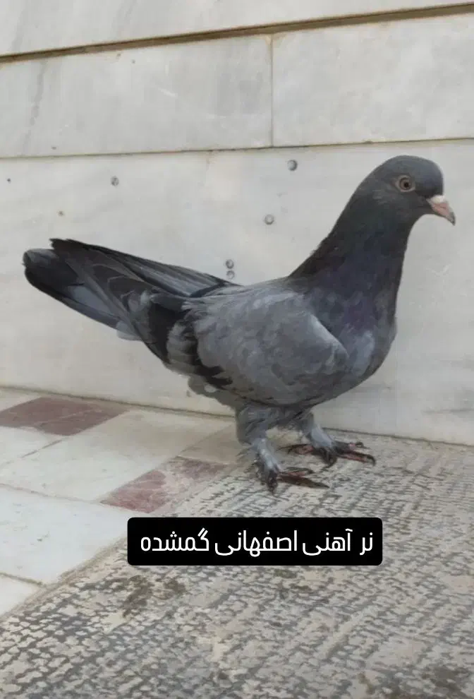 نر آهنی اصفهانی|پرنده|خمینی‌شهر, |دیوار