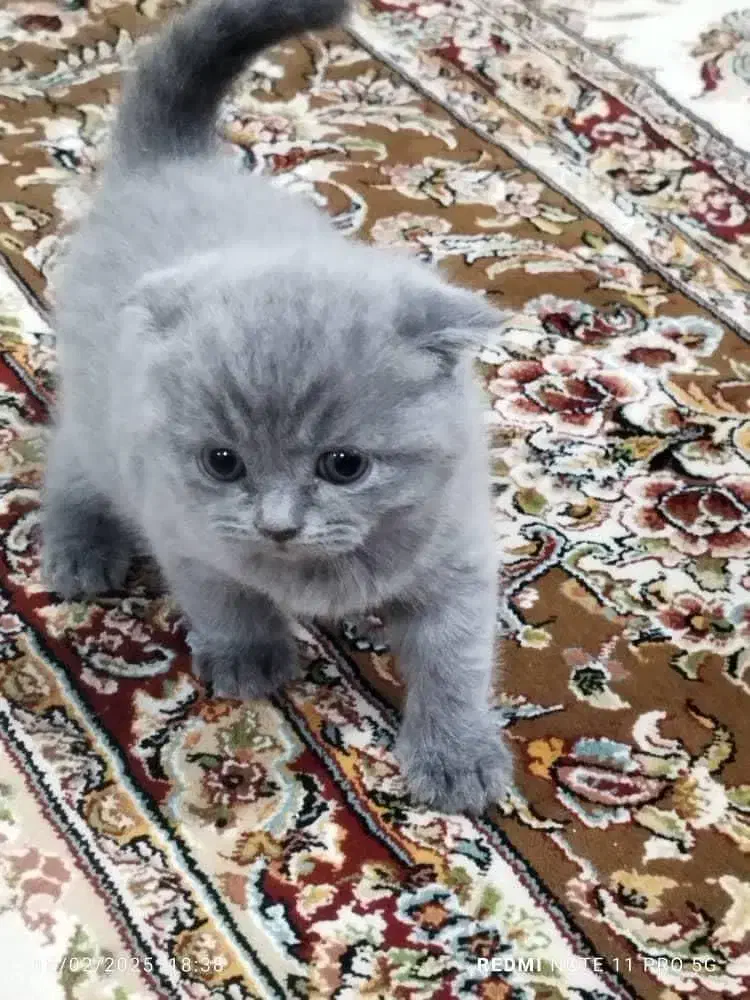 گربه اسکاتیش|گربه|کرج, کرج نو|دیوار