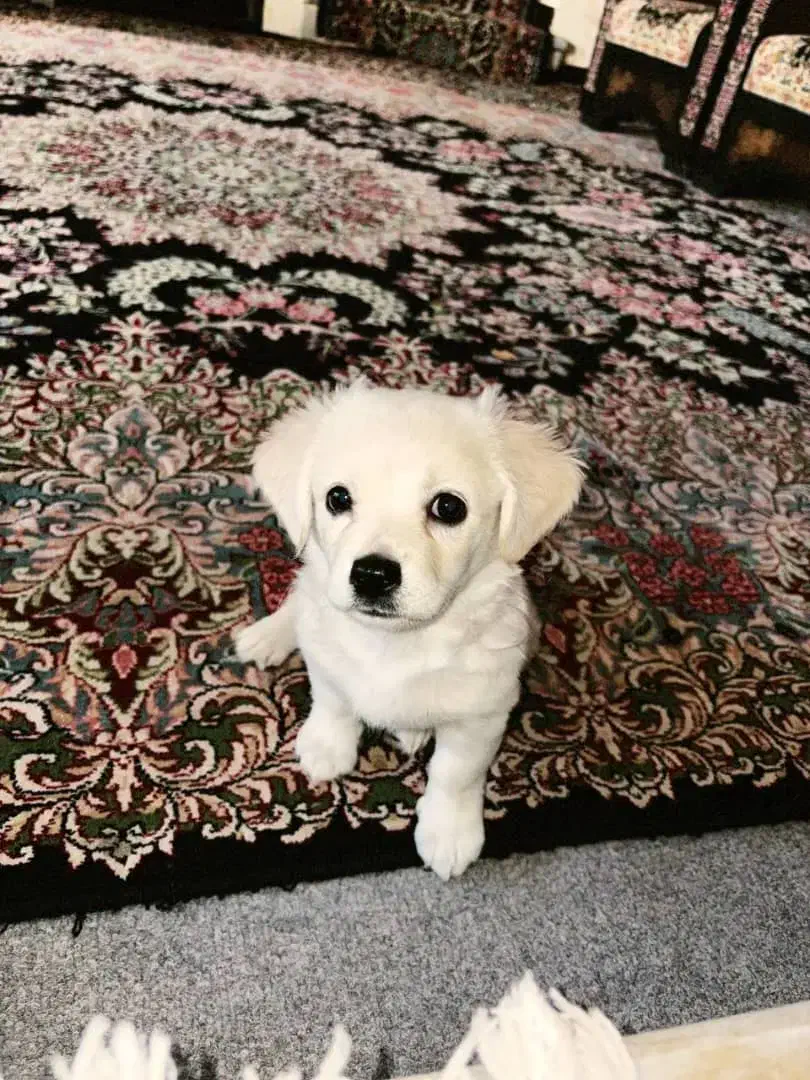 سگ بسیار باهوش و آروم بفروش میرسد فوری فوری|سگ|کرمان, |دیوار