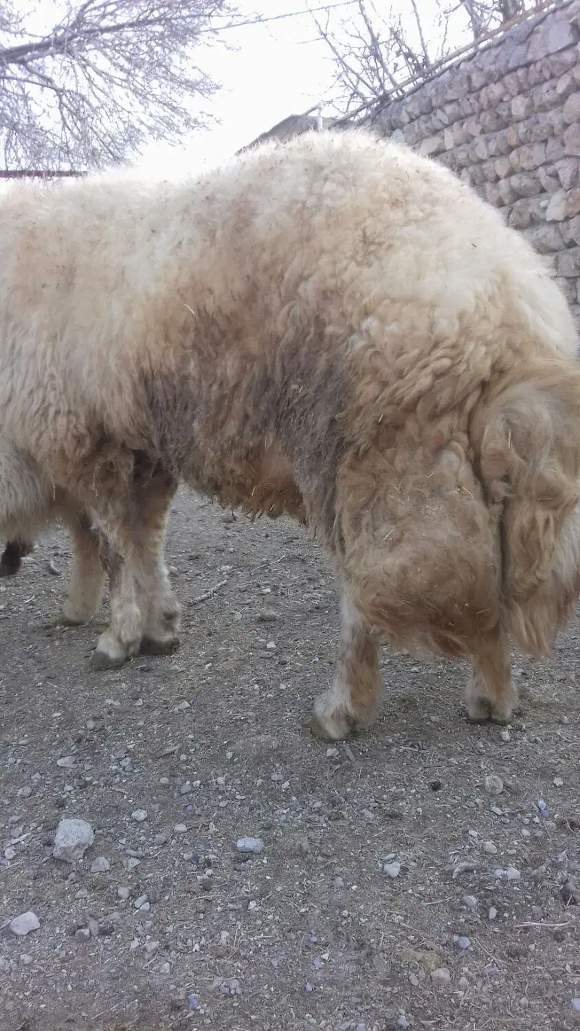 قوچ|حیوانات مزرعه|اسلام‌‌آباد غرب, |دیوار