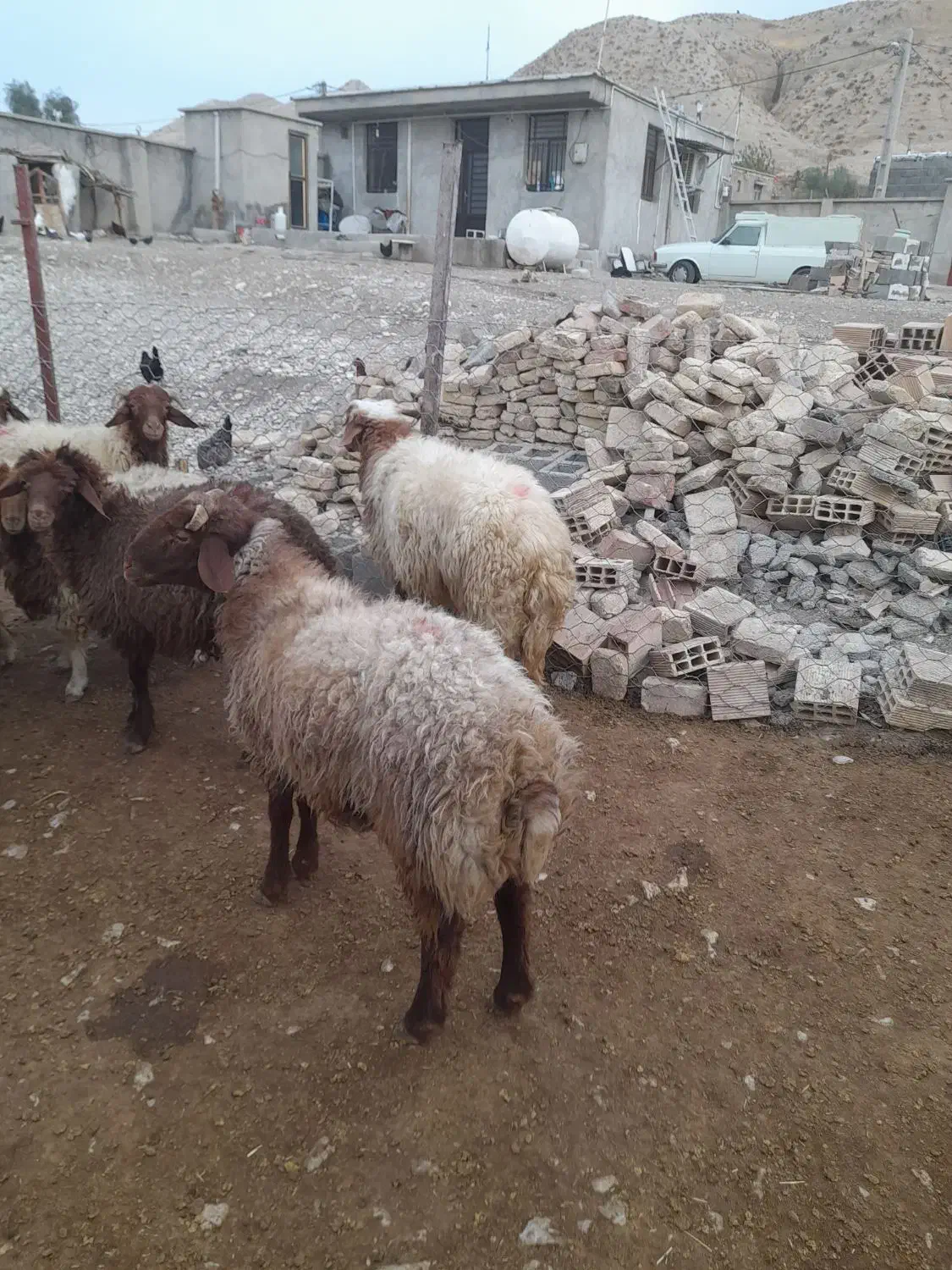 بره پروار نر|حیوانات مزرعه|چوار, |دیوار