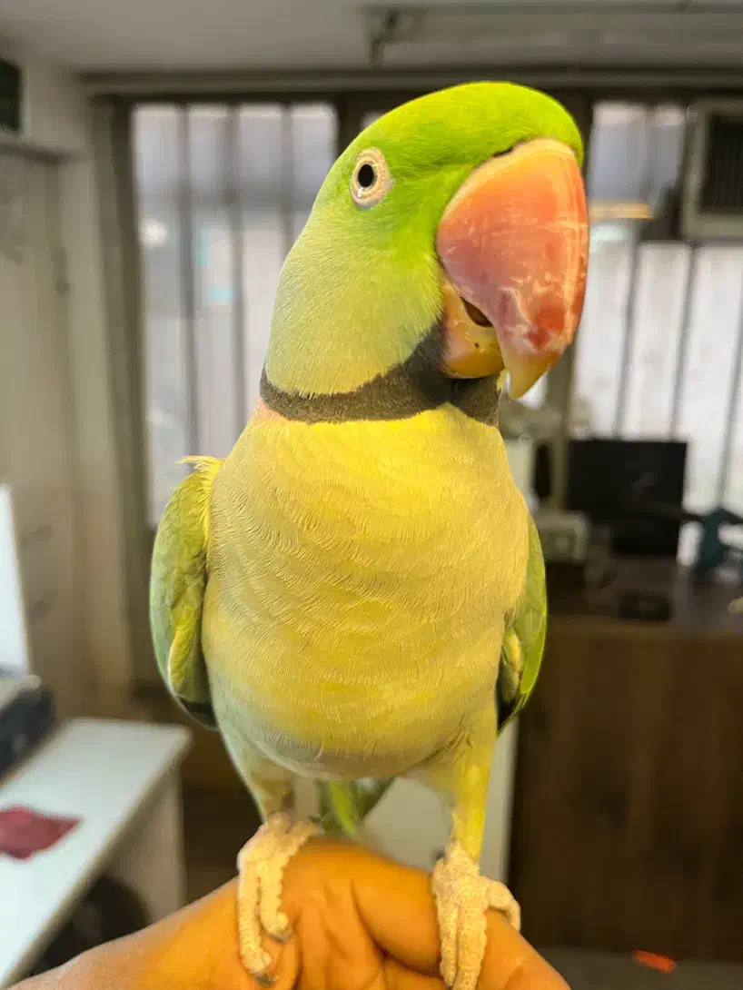 شاه طوطی دستی مولد|پرنده|تهران, تختی|دیوار