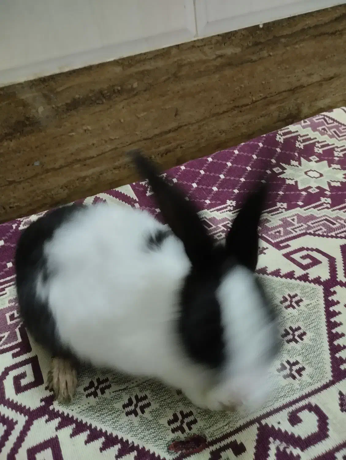 خرگوش بامزه|موش و خرگوش|قم, اسمعیل آباد|دیوار