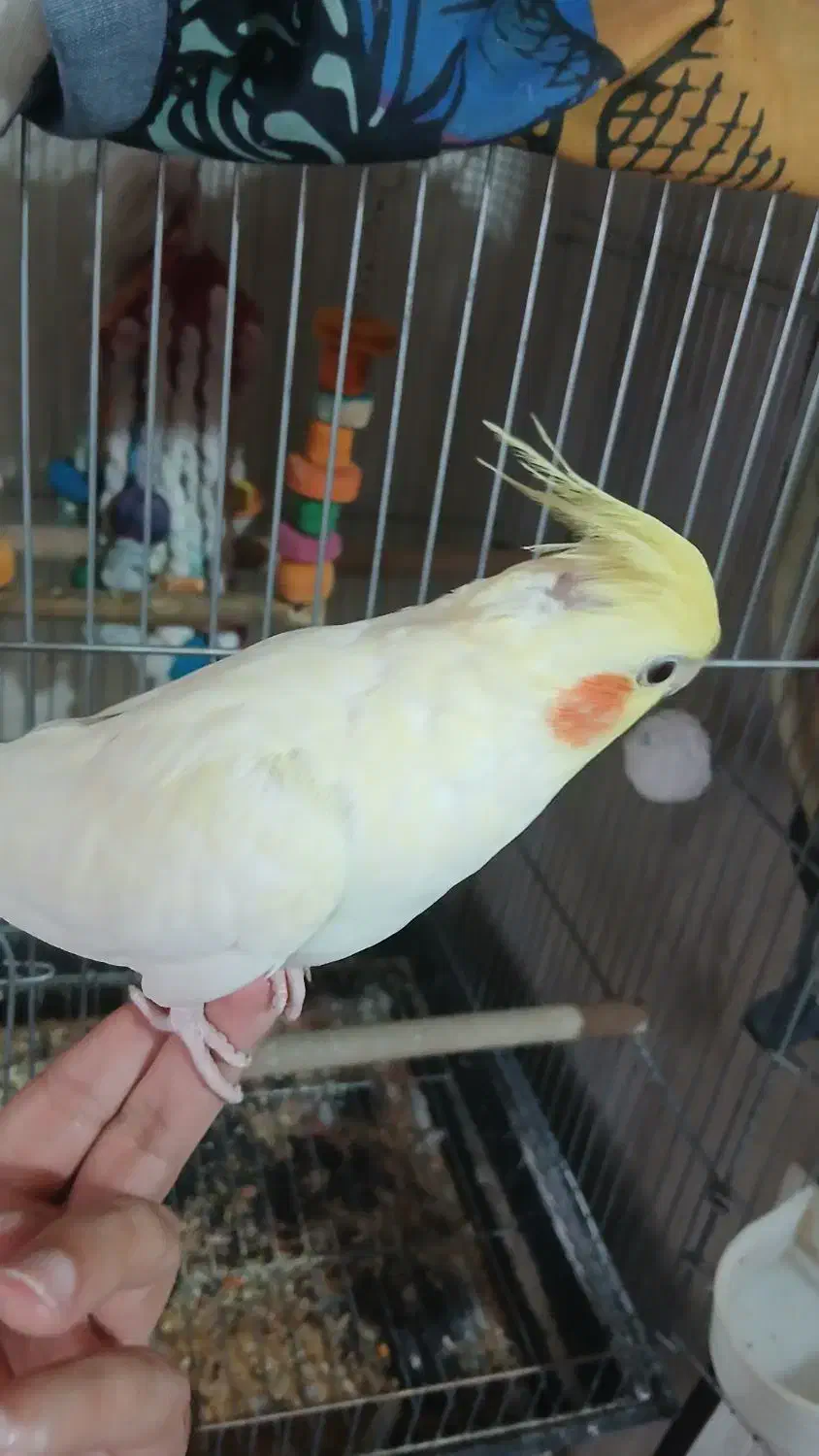 یک جفت عروس مولد|پرنده|تهران, تهران‌ویلا|دیوار