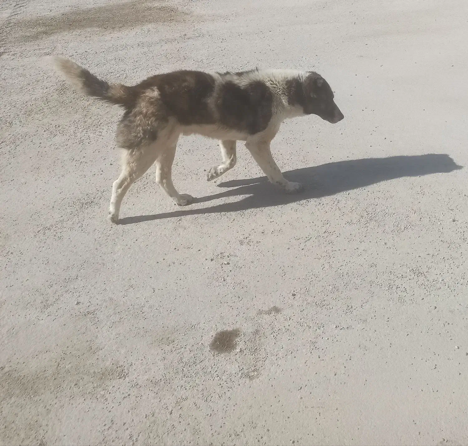 سگ نرجونوری مجانی|سگ|لاران, |دیوار