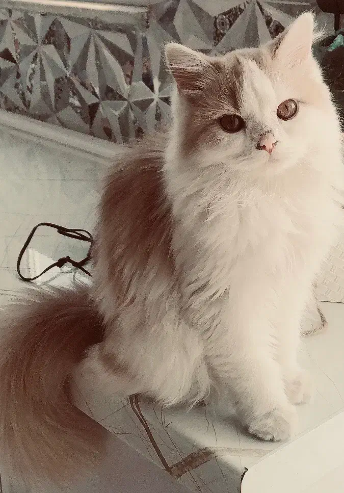 گربه پرشین کلاسیک عروسکی|گربه|اردبیل, |دیوار