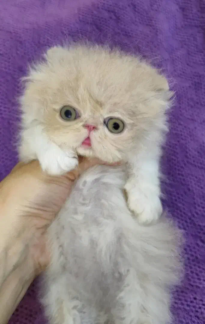 بچه گربه های اشرافی و زیبا|گربه|یزد, |دیوار