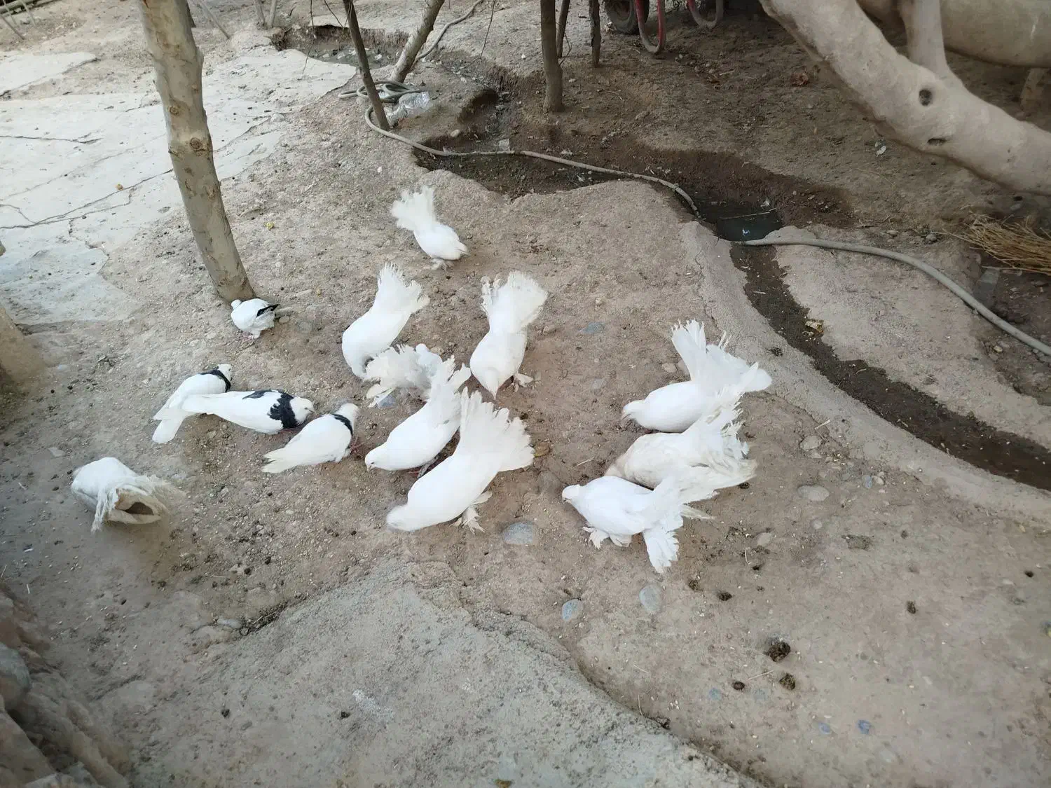 کبوتر دم چتری|پرنده|لردگان, |دیوار