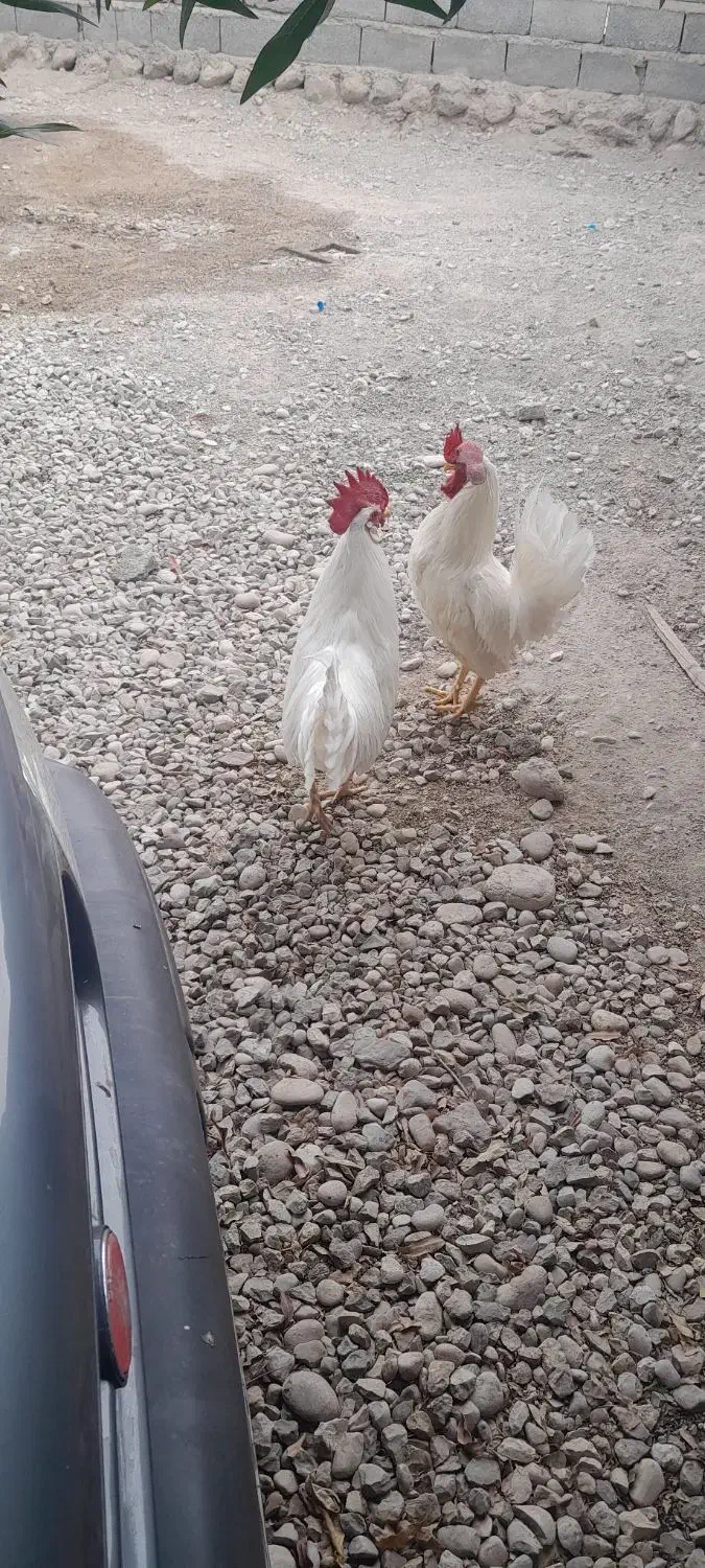 ۲عدد خروس یکساله|حیوانات مزرعه|قلعه قاضی, |دیوار