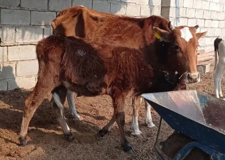 گاو. با  گوساله|حیوانات مزرعه|شادگان, |دیوار