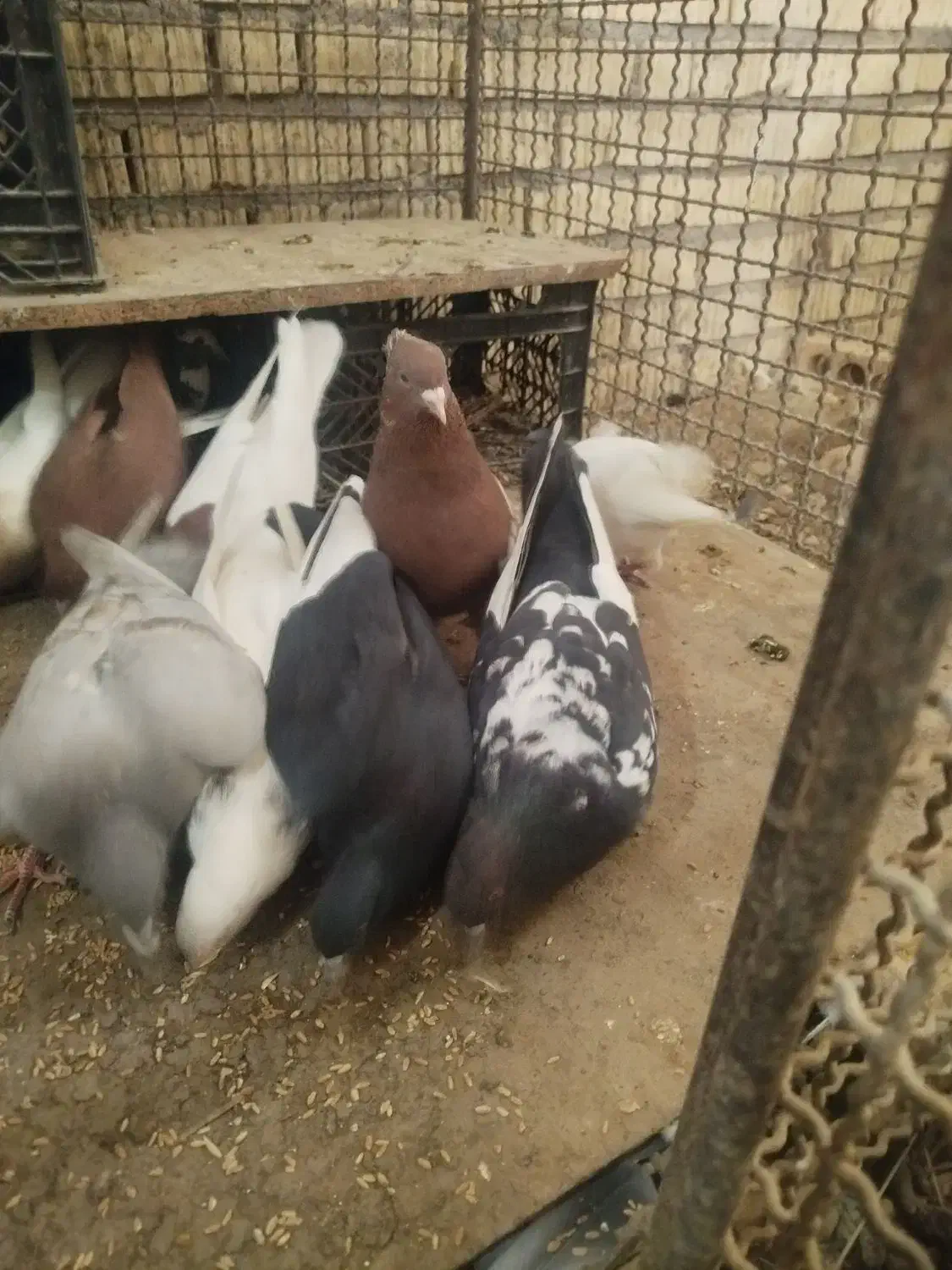 فروش ده تاکفتر رنگی|پرنده|داراب, |دیوار