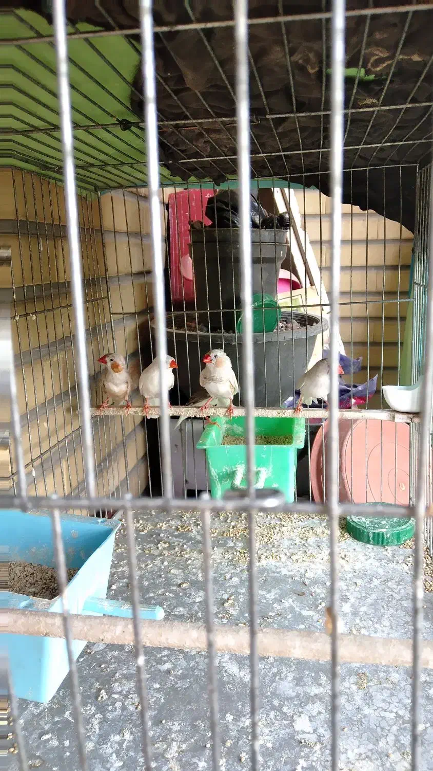 فروشی|پرنده|تهران, استاد معین|دیوار