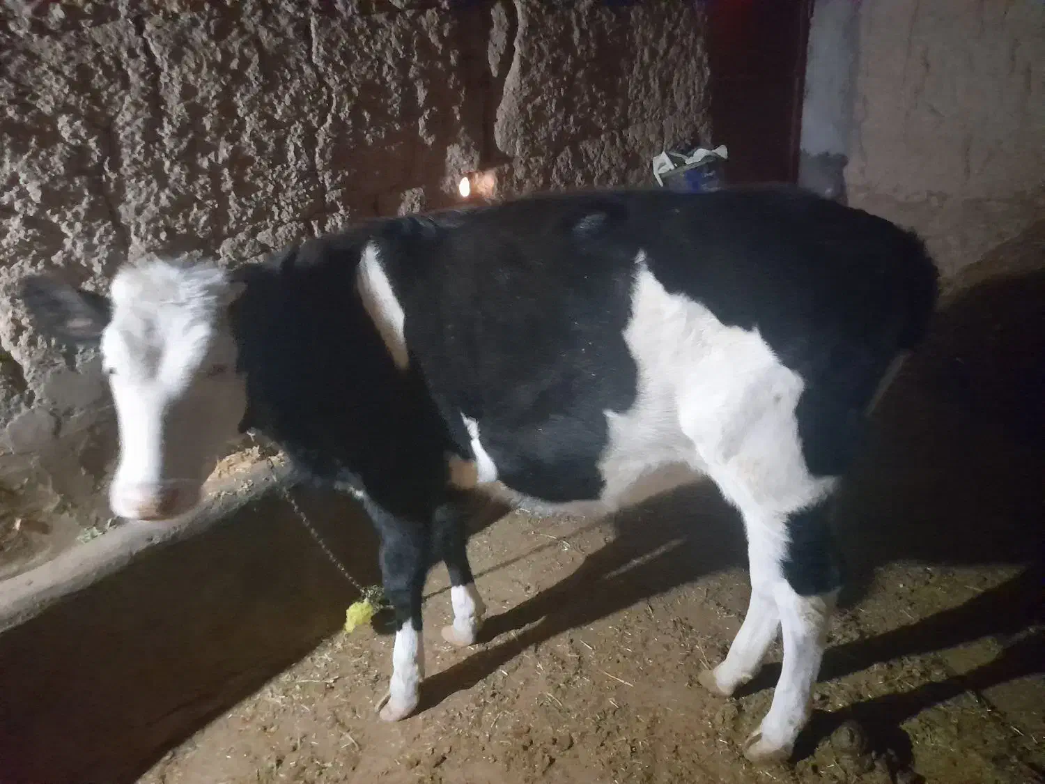 گوساله سیمینتال ماده|حیوانات مزرعه|سجاس رود, |دیوار