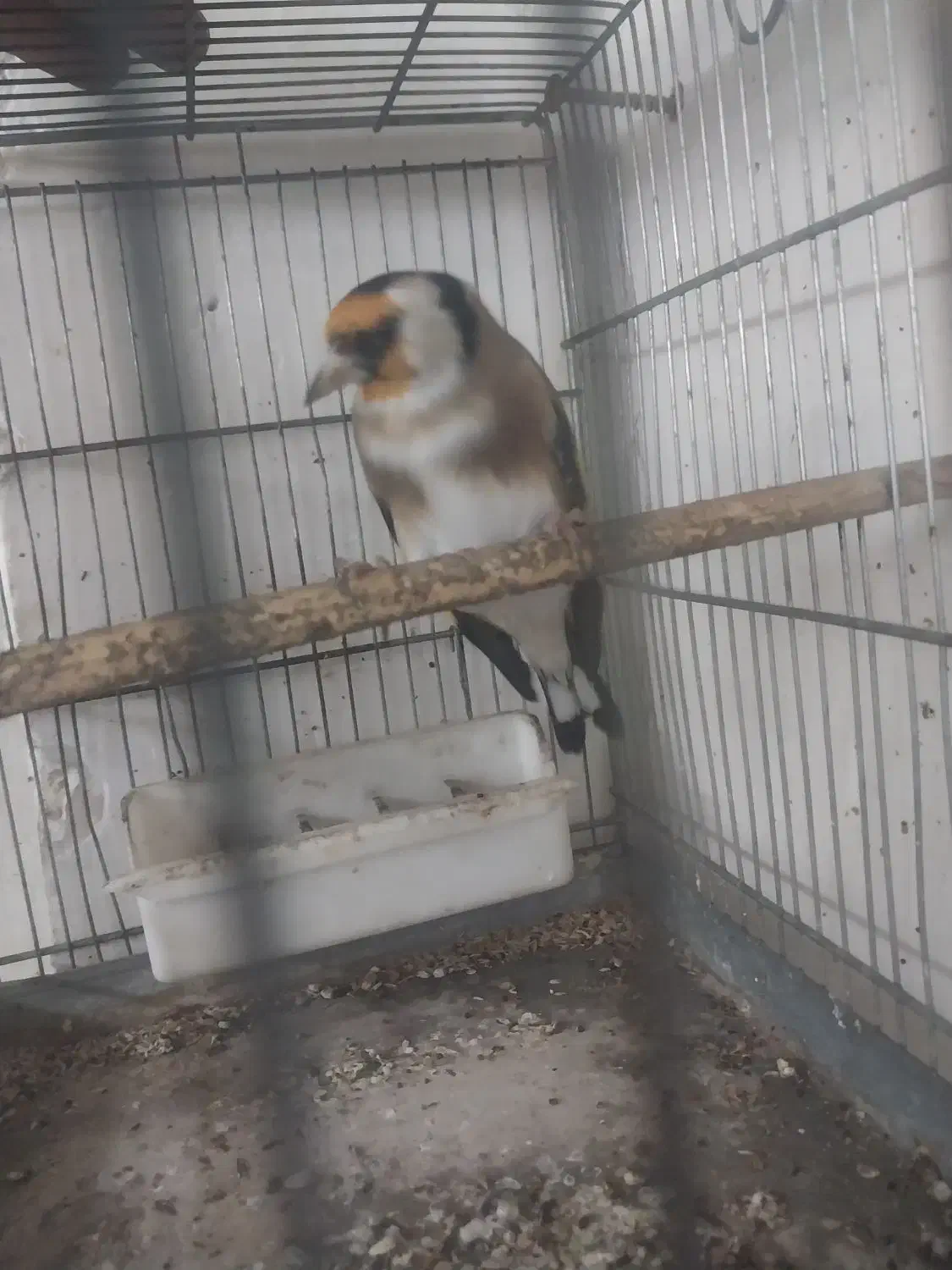 پرنده سهره معاوضه با سهره خاکی|پرنده|تهران, بازار|دیوار