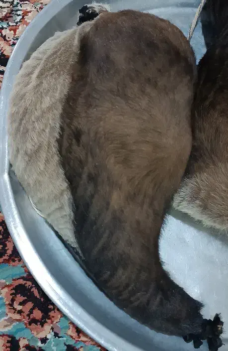 هیزه|صنایع دستی و سایر لوازم تزئینی|فیروزآباد (لرستان), |دیوار