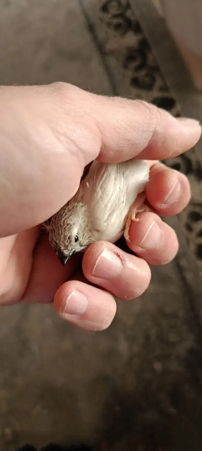 جوجه فنچ بدون قفس|پرنده|کرج, دهقان ویلا|دیوار