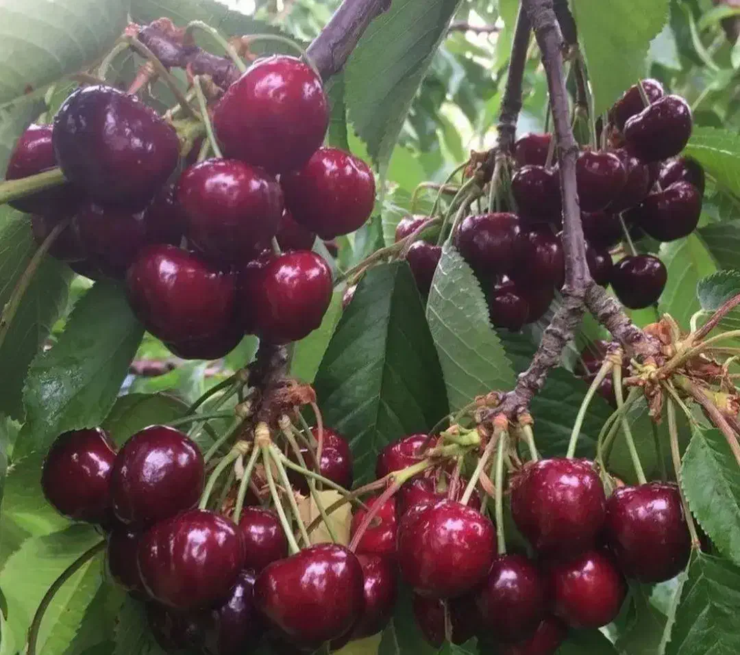 نهال گیلاس تکدانه|خدمات باغبانی و درختکاری|رامسر, |دیوار