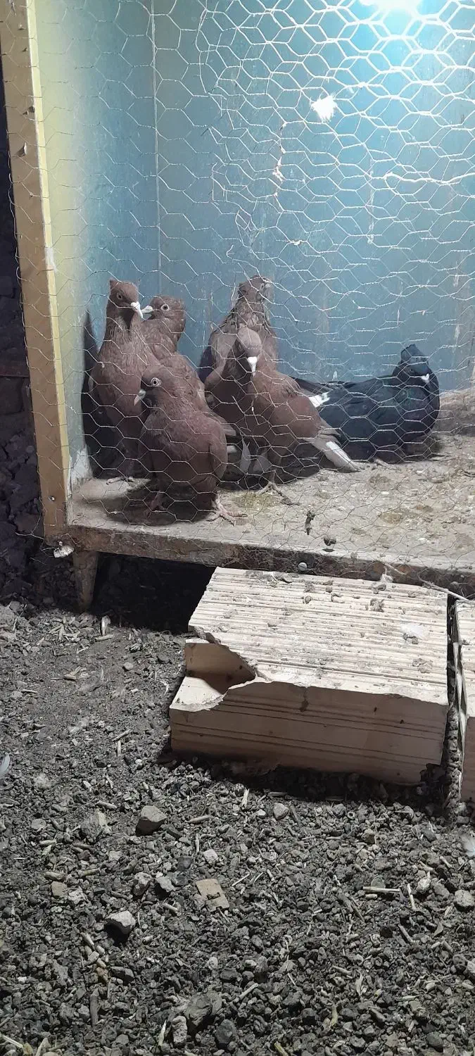 کفتر رنگه|پرنده|باشتین, |دیوار