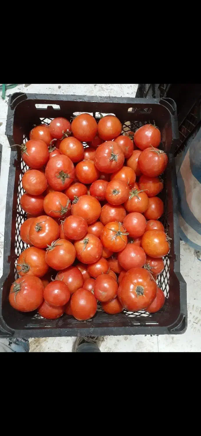 گوجه|خوردنی و آشامیدنی|خلخال, |دیوار