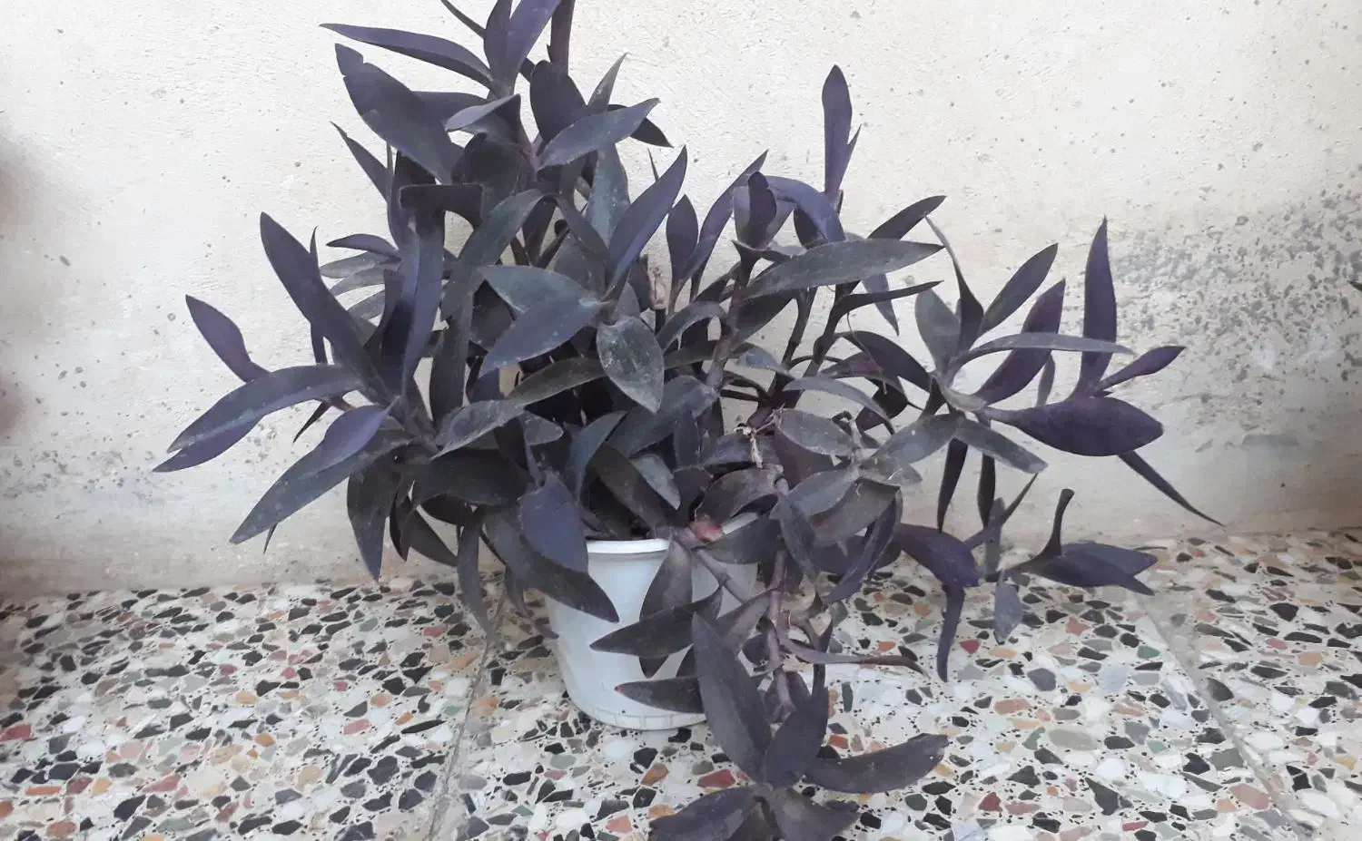 طراوت|گل و گیاه طبیعی|الشتر, |دیوار