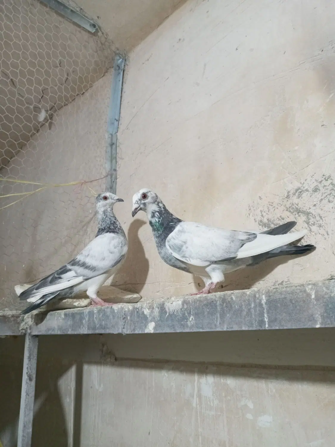 کفتر|پرنده|بروجرد, |دیوار