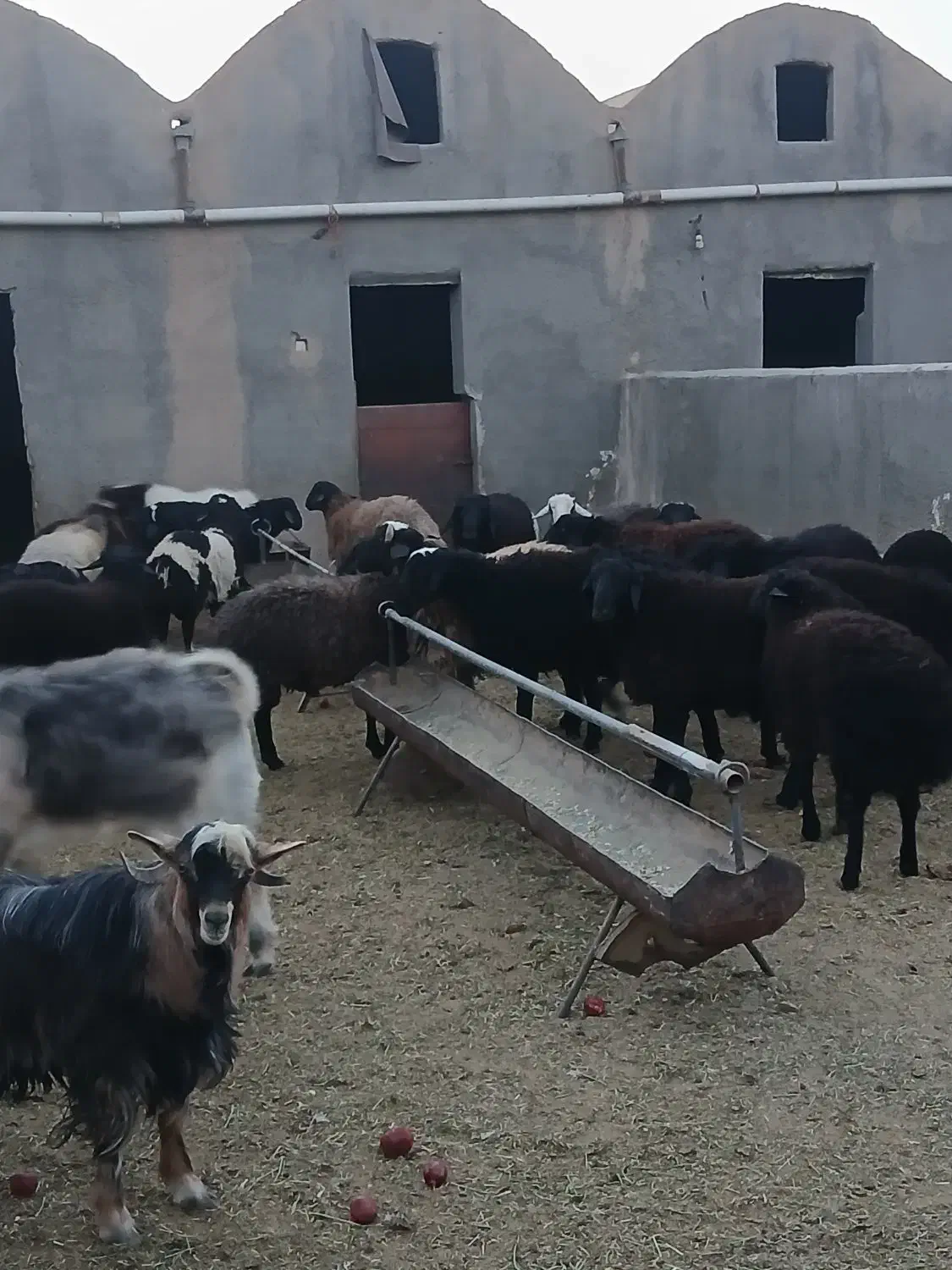 سلام خسته نباشید بره بزغاله|حیوانات مزرعه|قم, جوی شور|دیوار