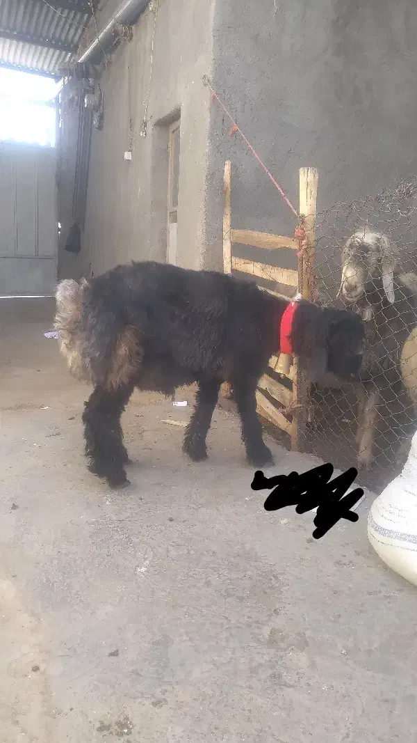 سیاه کیلویی|حیوانات مزرعه|شهرکرد, |دیوار