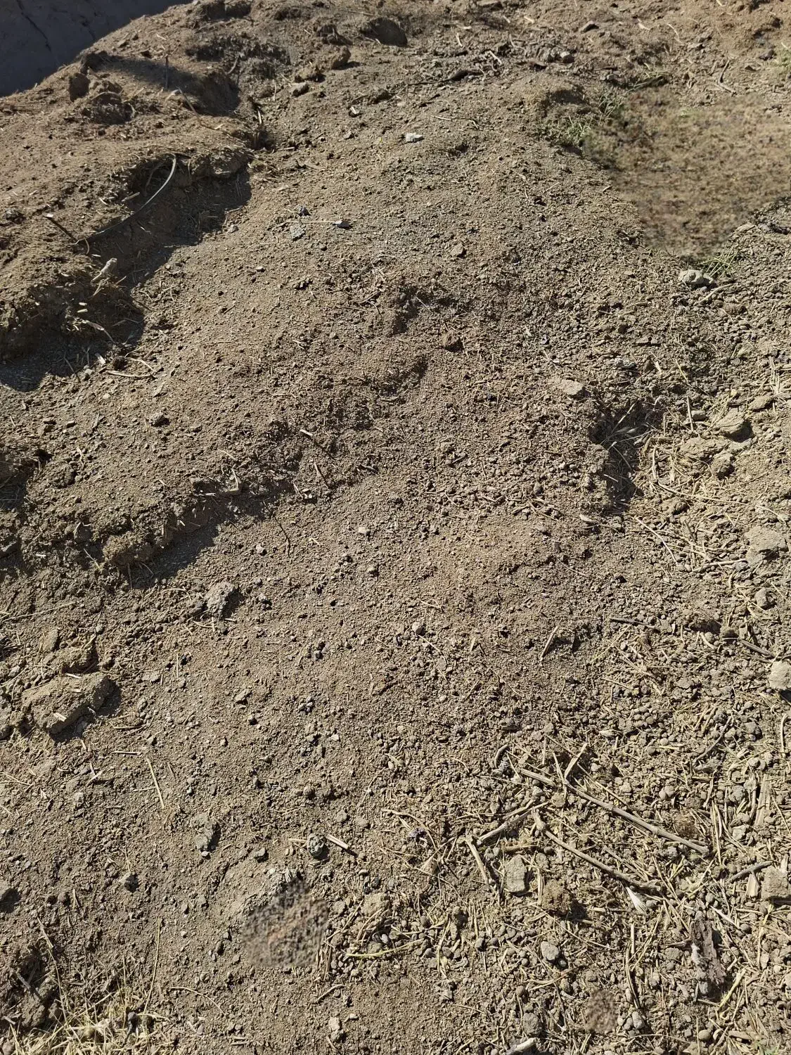 کود دامی گوسفندی|لوازم جانبی حیوانات|جوین, |دیوار